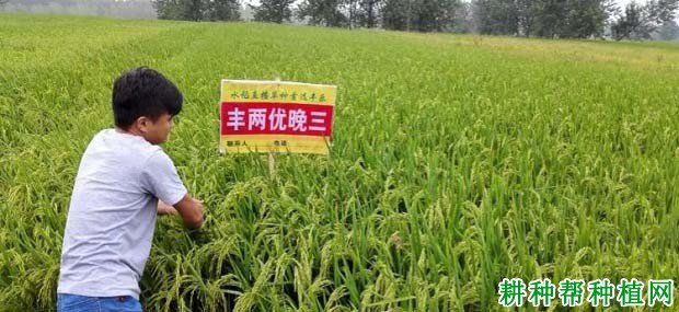 丰两优晚三水稻品种好不好? 丰两优晚三水稻品种好不好?