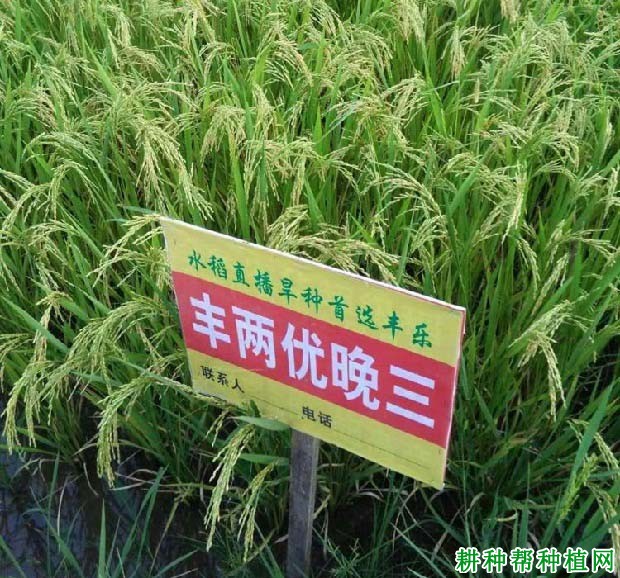 丰两优晚三水稻品种好不好? 丰两优晚三水稻品种好不好?