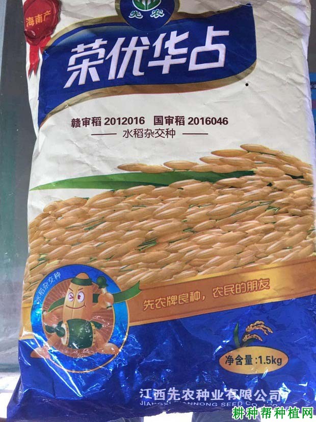 荣优华占水稻品种好不好? 荣优华占水稻品种好不好?