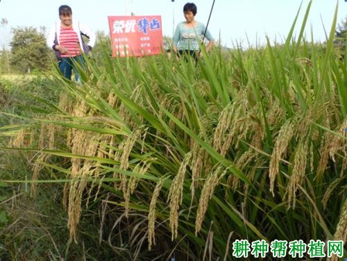 荣优华占水稻品种好不好? 荣优华占水稻品种好不好?