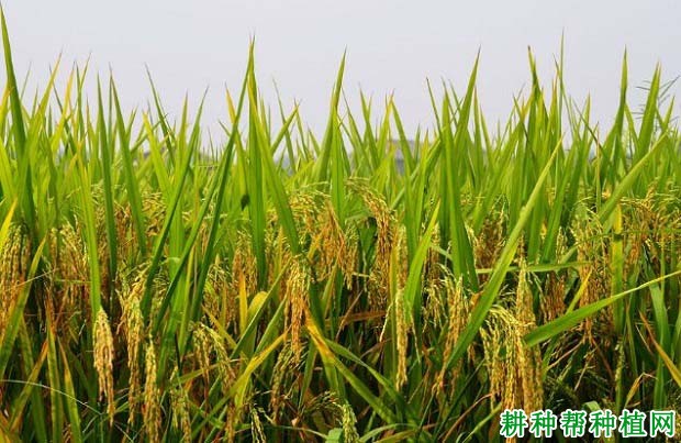 爱优39水稻品种好不好? 爱优39水稻品种好不好?