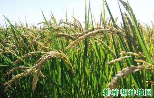 田丰S-2水稻品种好不好? 田丰S-2水稻品种好不好?