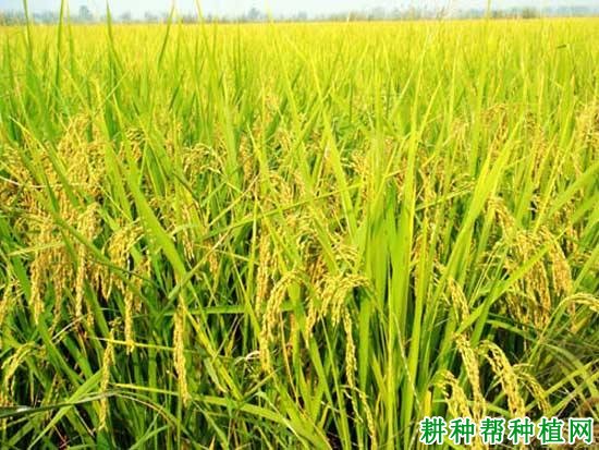 丰富占1号水稻品种好不好? 丰富占1号水稻品种好不好?