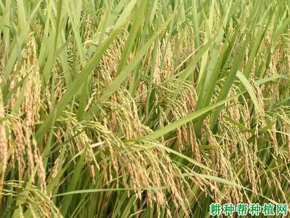 川香8号水稻品种好不好? 川香8号水稻品种好不好?