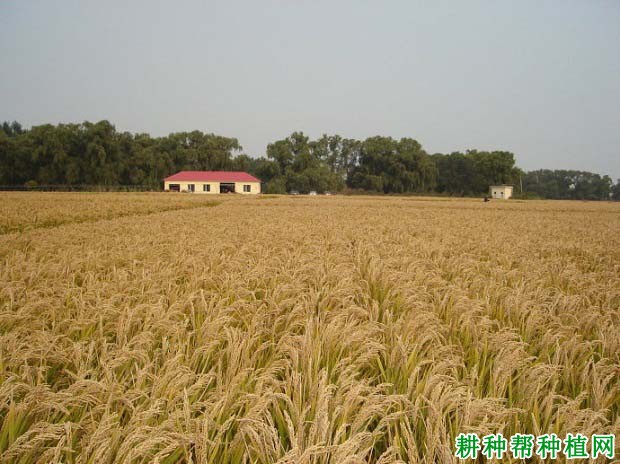 沈农9816水稻品种好不好? 沈农9816水稻品种好不好?