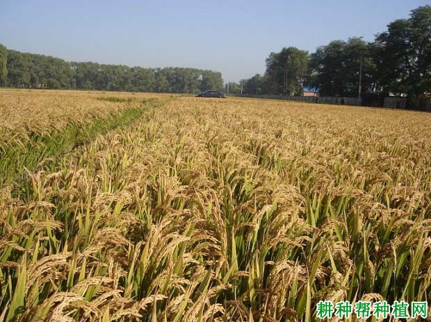 沈农9816水稻品种好不好? 沈农9816水稻品种好不好?