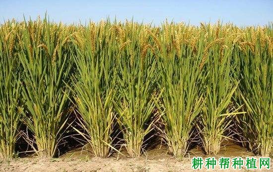 沈农9816水稻品种好不好? 沈农9816水稻品种好不好?