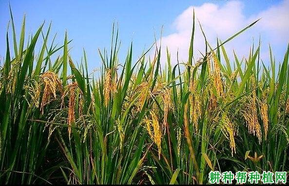 浙农34水稻品种好不好? 浙农34水稻品种好不好?