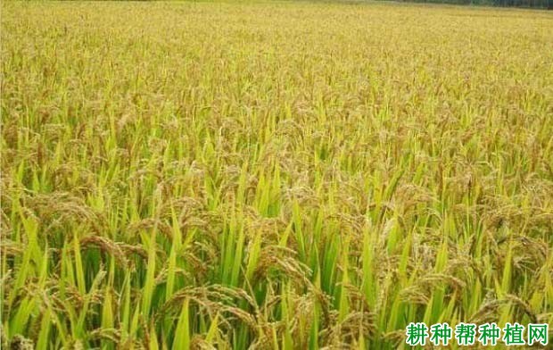 嘉优3号水稻品种好不好? 嘉优3号水稻品种好不好?
