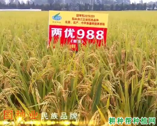 两优988水稻品种好不好? 两优988水稻品种好不好?