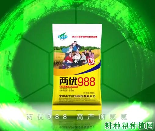 两优988水稻品种好不好? 两优988水稻品种好不好?