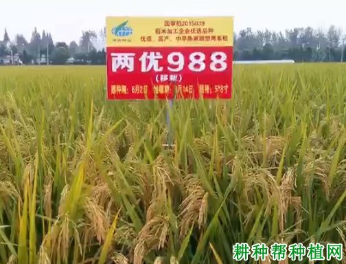 两优988水稻品种好不好? 两优988水稻品种好不好?