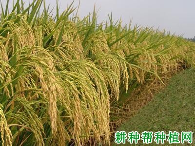 Q优8号水稻品种好不好? Q优8号水稻品种好不好?