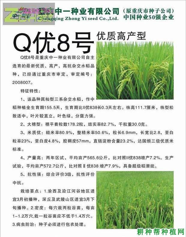 Q优8号水稻品种好不好? Q优8号水稻品种好不好?