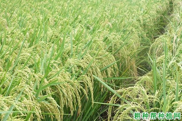 闽丰优3301水稻品种好不好? 闽丰优3301水稻品种好不好?