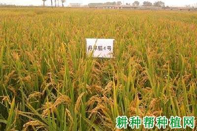 丹旱稻4号水稻品种好不好? 丹旱稻4号水稻品种好不好?