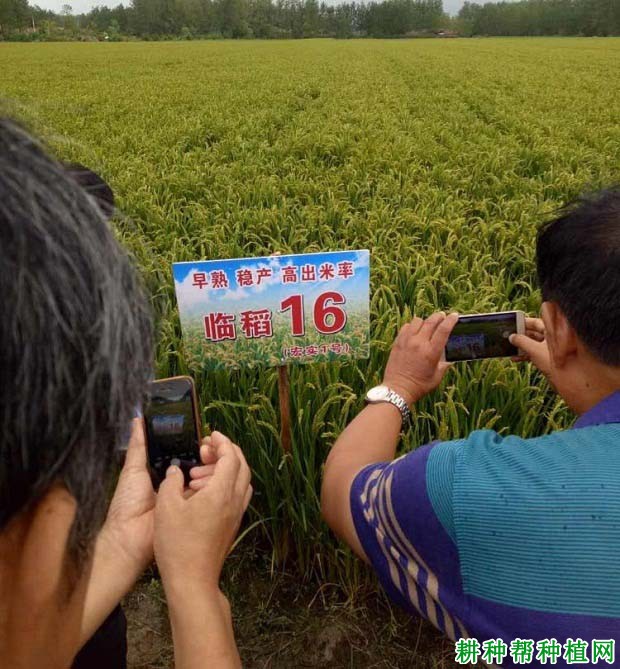 临稻16水稻品种好不好? 临稻16水稻品种好不好?