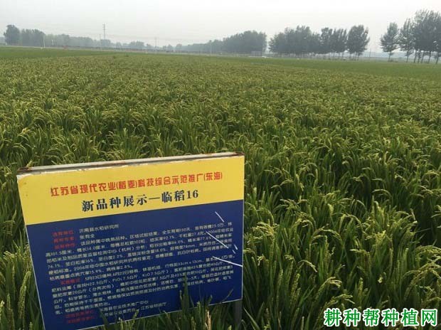 临稻16水稻品种好不好? 临稻16水稻品种好不好?
