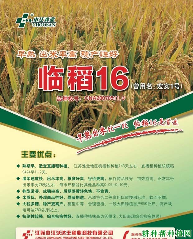 临稻16水稻品种好不好? 临稻16水稻品种好不好?