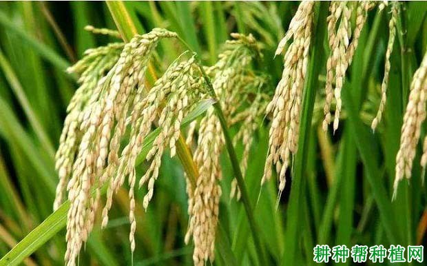 马粳3号水稻品种好不好? 马粳3号水稻品种好不好?