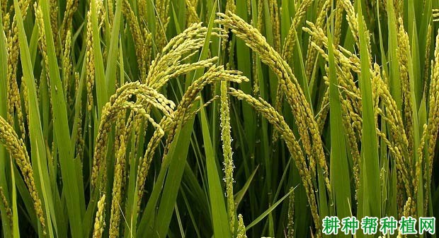 沈稻2号水稻品种好不好? 沈稻2号水稻品种好不好?