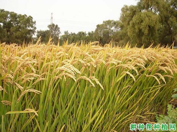 沈稻2号水稻品种好不好? 沈稻2号水稻品种好不好?