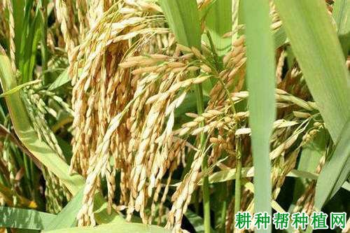 宜香优2168水稻品种好不好? 宜香优2168水稻品种好不好?