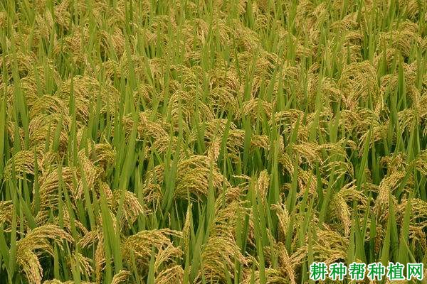 甬优3号水稻品种好不好? 甬优3号水稻品种好不好?