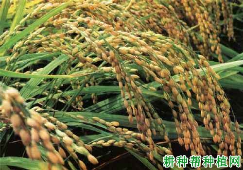 辽优2006水稻品种好不好 辽优2006水稻品种好不好