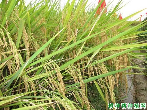 两优华6水稻品种好不好? 两优华6水稻品种好不好?