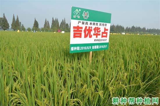 吉优华占水稻品种好不好? 吉优华占水稻品种好不好?