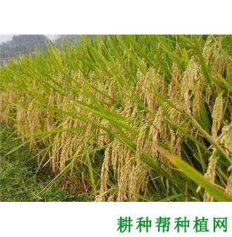 Y两优096水稻品种好不好? Y两优096水稻品种好不好?