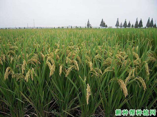 津优2003水稻品种好不好? 津优2003水稻品种好不好?