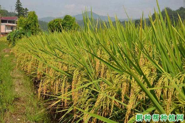 春优172水稻品种好不好? 春优172水稻品种好不好?