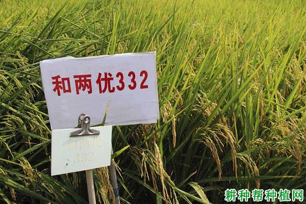 和两优332水稻品种好不好? 和两优332水稻品种好不好?