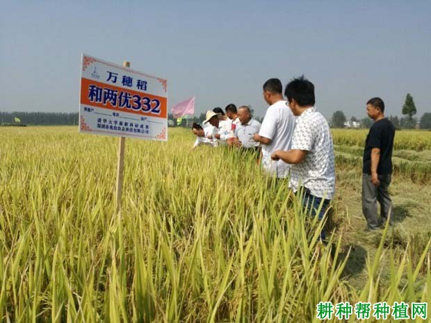 和两优332水稻品种好不好? 和两优332水稻品种好不好?