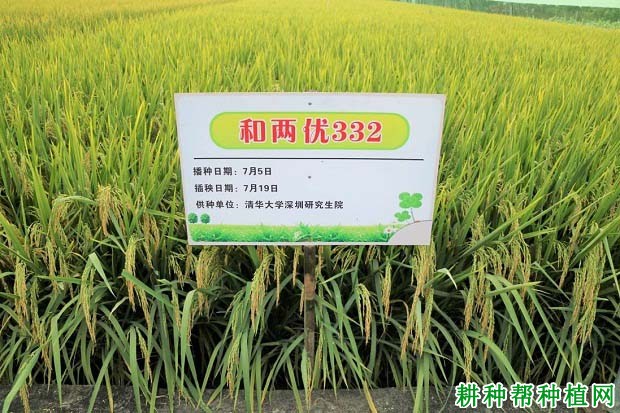 和两优332水稻品种好不好? 和两优332水稻品种好不好?