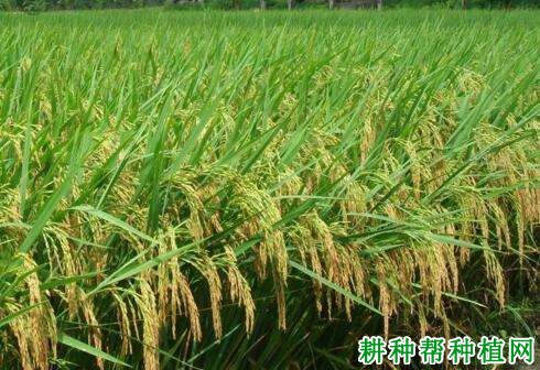 辽优853水稻品种好不好? 辽优853水稻品种好不好?