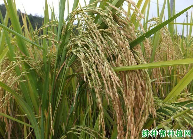 特优1259水稻品种好不好? 特优1259水稻品种好不好?