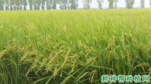嘉育253水稻品种好不好? 嘉育253水稻品种好不好?
