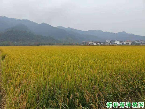 镇稻15号水稻品种好不好? 镇稻15号水稻品种好不好?