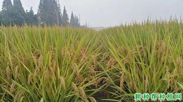 中粳优13号水稻品种好不好? 中粳优13号水稻品种好不好?