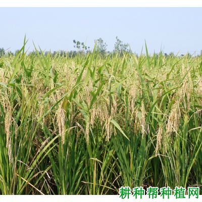 浙粳优1号水稻品种好不好? 浙粳优1号水稻品种好不好?