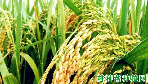 夏旱51水稻品种好不好? 夏旱51水稻品种好不好?