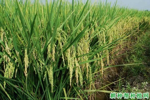 Y两优555水稻品种好不好? Y两优555水稻品种好不好?