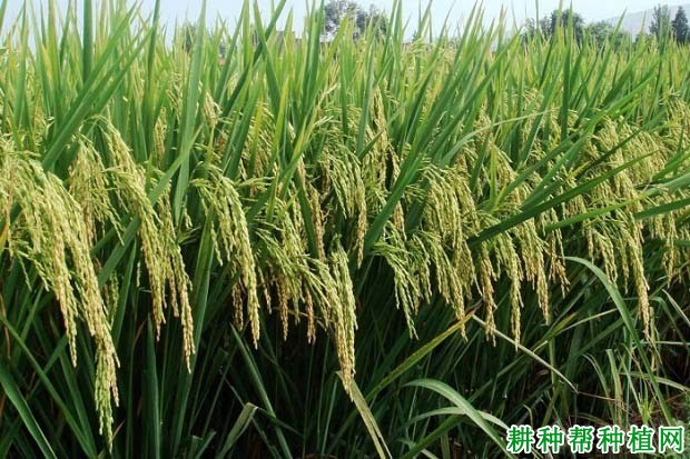 Y两优555水稻品种好不好? Y两优555水稻品种好不好?
