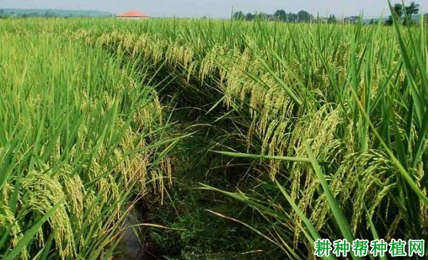 Y两优555水稻品种好不好? Y两优555水稻品种好不好?