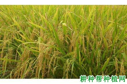 陵两优472水稻品种好不好? 陵两优472水稻品种好不好?