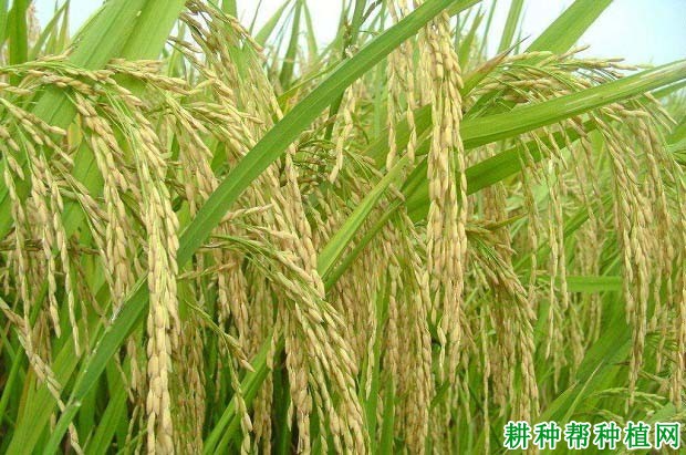辽优5273水稻品种好不好? 辽优5273水稻品种好不好?
