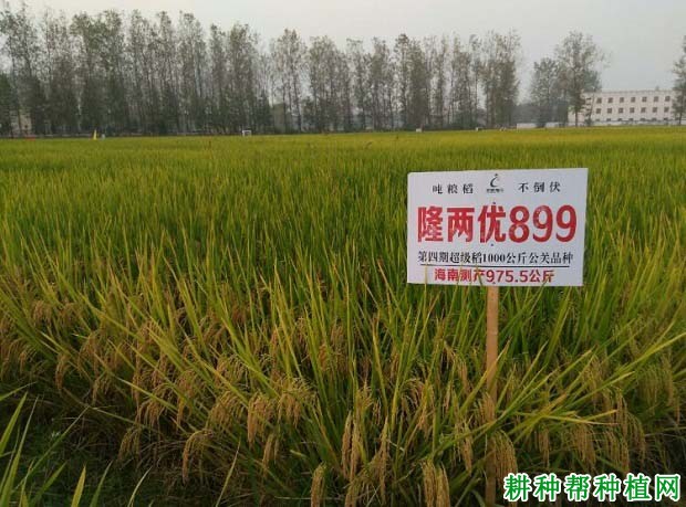隆两优899水稻品种好不好? 隆两优899水稻品种好不好?